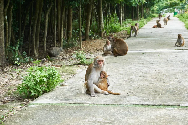 Mãe e macaco bebé sentados na estrada. Ilha dos Macacos, Vietname, Nha Trang — Fotografia de Stock