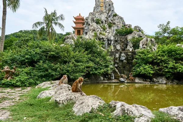 Macaque monkey sitting next to lake on monkey Island, Vietnam, Nha Trang — Stock Photo, Image