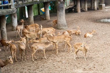 Ho Chi Minh Şehri, Vietnam - 15 Kasım 2019 Saigon Hayvanat Bahçesi 'nde geyik besleyen insanlar