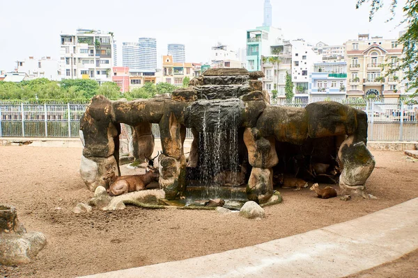 Ho chi minh city, Vietnam - 15. November 2019: Hirschgruppe im Zoo Saigon — Stockfoto