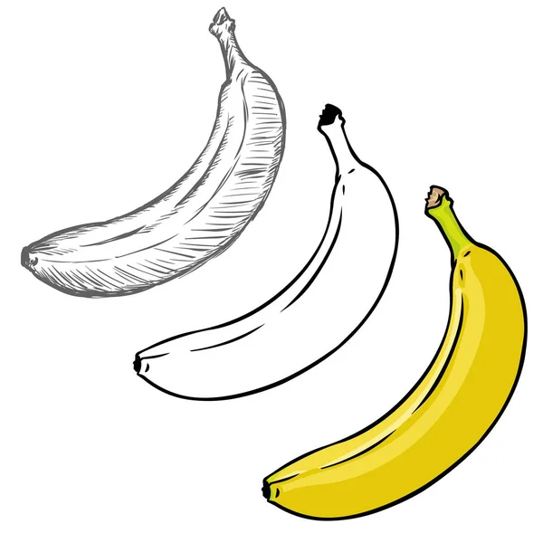 Conjunto de diferentes Bananas —  Vetores de Stock