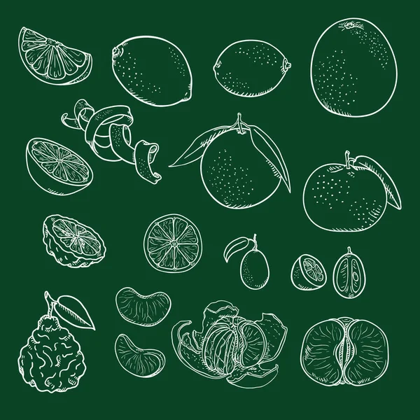 柑橘类水果的矢量粉笔素描 — 图库矢量图片
