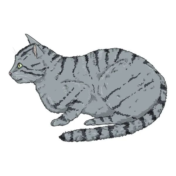 Gato gris rayado . — Archivo Imágenes Vectoriales