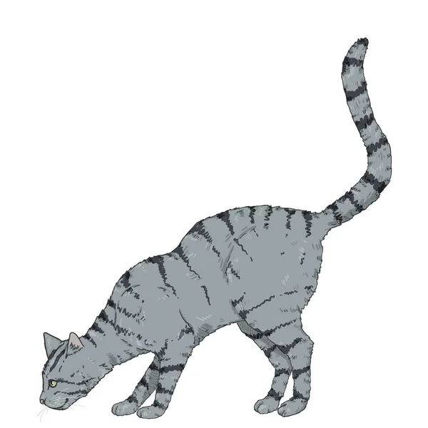 Huele a gato rayado gris . — Vector de stock