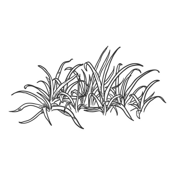 Vector Sketch Wild Growth Grass — 스톡 벡터