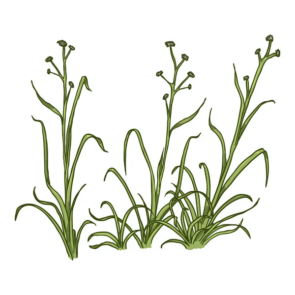 Vector cartoon wilde groei groen gras — Stockvector