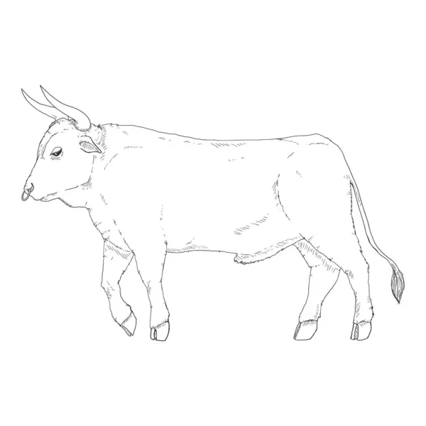 Sketch Bull Ilustración Dibujada Mano Vectorial Vista Lateral — Vector de stock