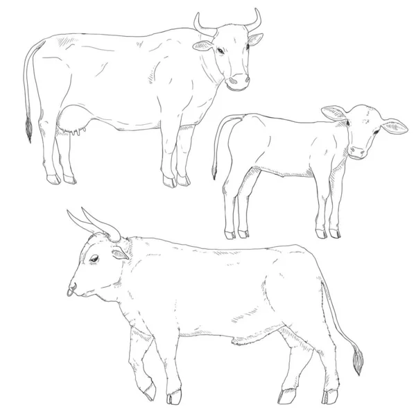 Vector Set Sketch Cattle Farm Animals Illustration Calf Cow Bull — 스톡 벡터