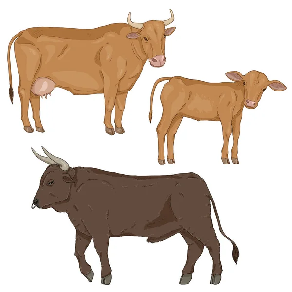 Vector Set Cartoon Cattle Farm Animals Illustration Calf Cow Bull — 스톡 벡터