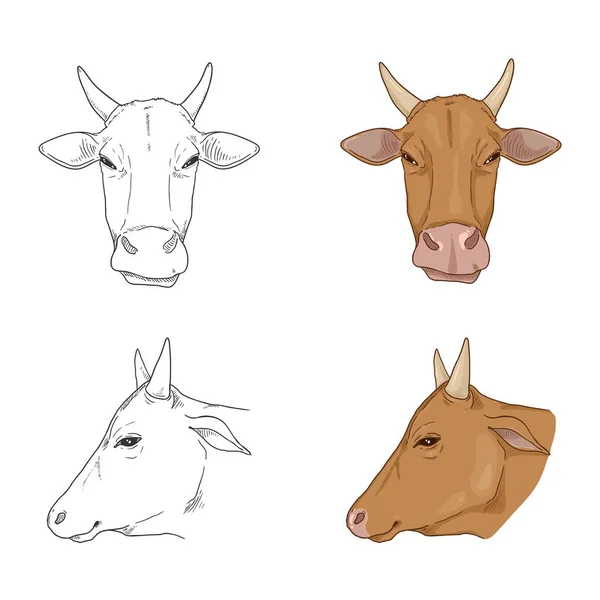 Vector Set Cow Head Illustrations Cartoon Sketch — Stock Vector