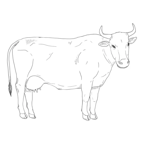 Sketch Cow Ilustração Desenhada Mão Vetorial Vista Lateral —  Vetores de Stock