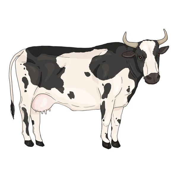 Karikatur Schwarz Weiß Gefleckte Kuh Vektor Comics Stil Illustration Seitenansicht — Stockvektor