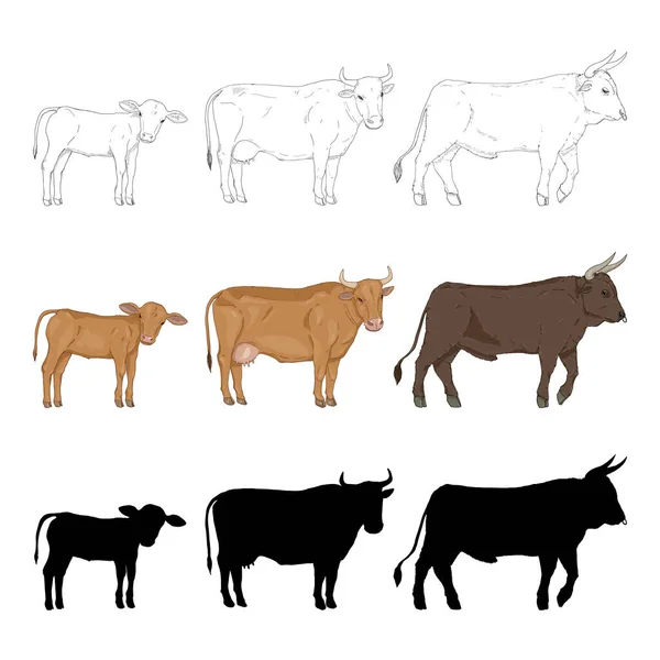 Cow Bull Calf Vector Sketch Cartoon Silhouette Illustration Set — Stock Vector