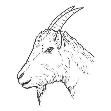 Vector Sketch Goat Head. Side View clipart