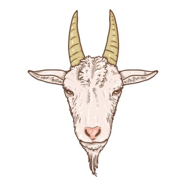 Vector Cartoon White Goat Head. Front View clipart