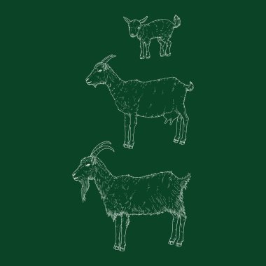 Goats Family. Vector Set of Chalk Sketch Illustrations. clipart