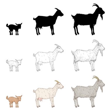 Vector Set of Goats. Silhouette, Sketch and Cartoon Illustrations. Baby and Adult Farm Animals. clipart