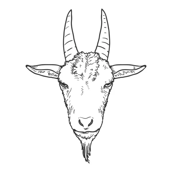 Vector Sketch Goat Head Передній Вид — стоковий вектор