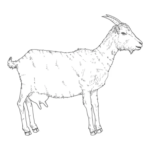 Vector Sketch Goat Vista Lateral She Goat Ilustración — Vector de stock