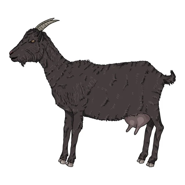 Vector Dibujos Animados Cabra Negra Vista Lateral She Goat Ilustración — Vector de stock