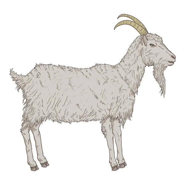 Vector Cartoon Gray Goat Side View Goat Illustration — Stock Vector