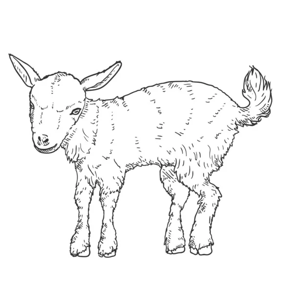 Sketch Baby Goat Ilustración Vista Lateral Vectorial — Vector de stock