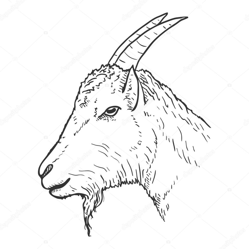 Vector Sketch Goat Head. Side View