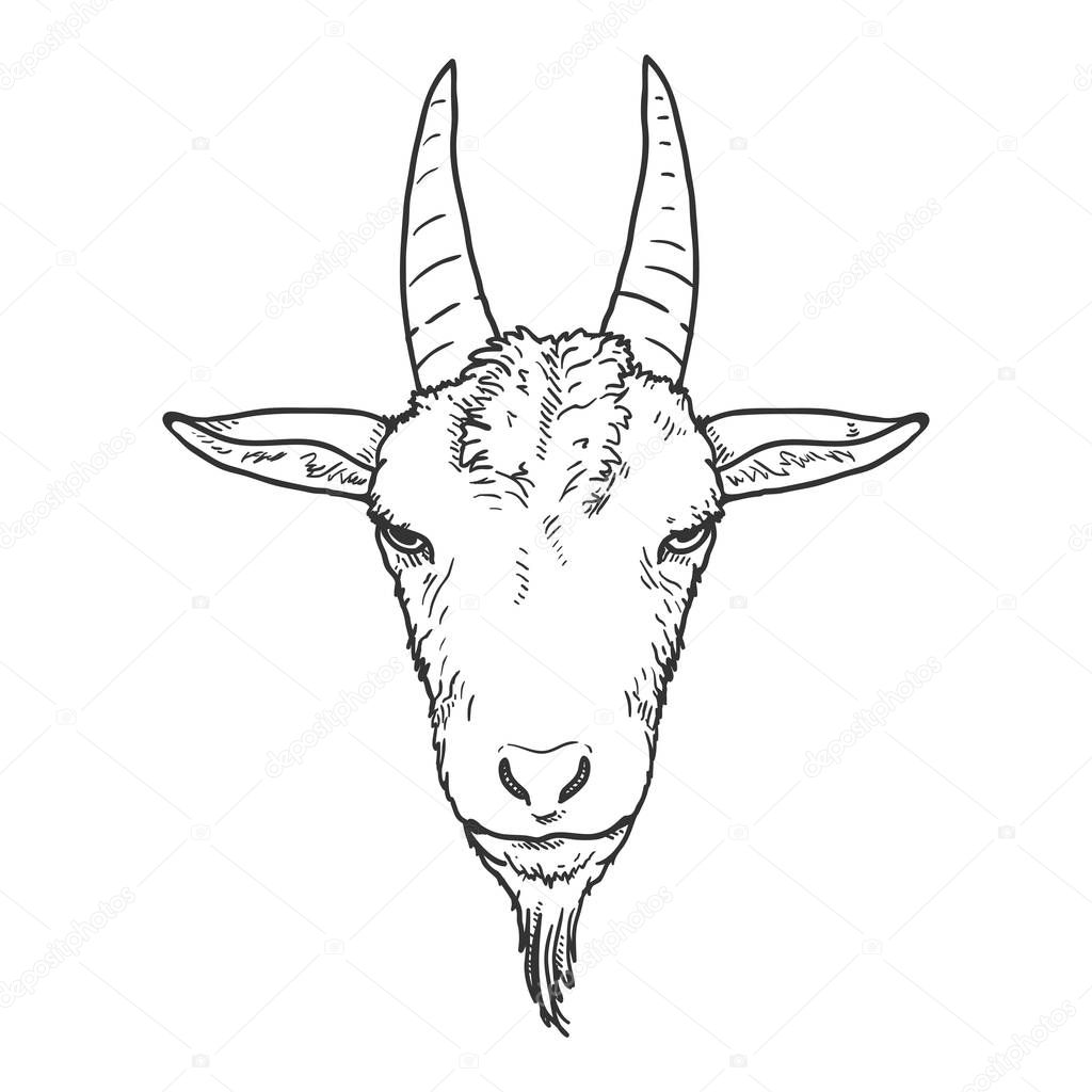 Vector Sketch Goat Head. Front View