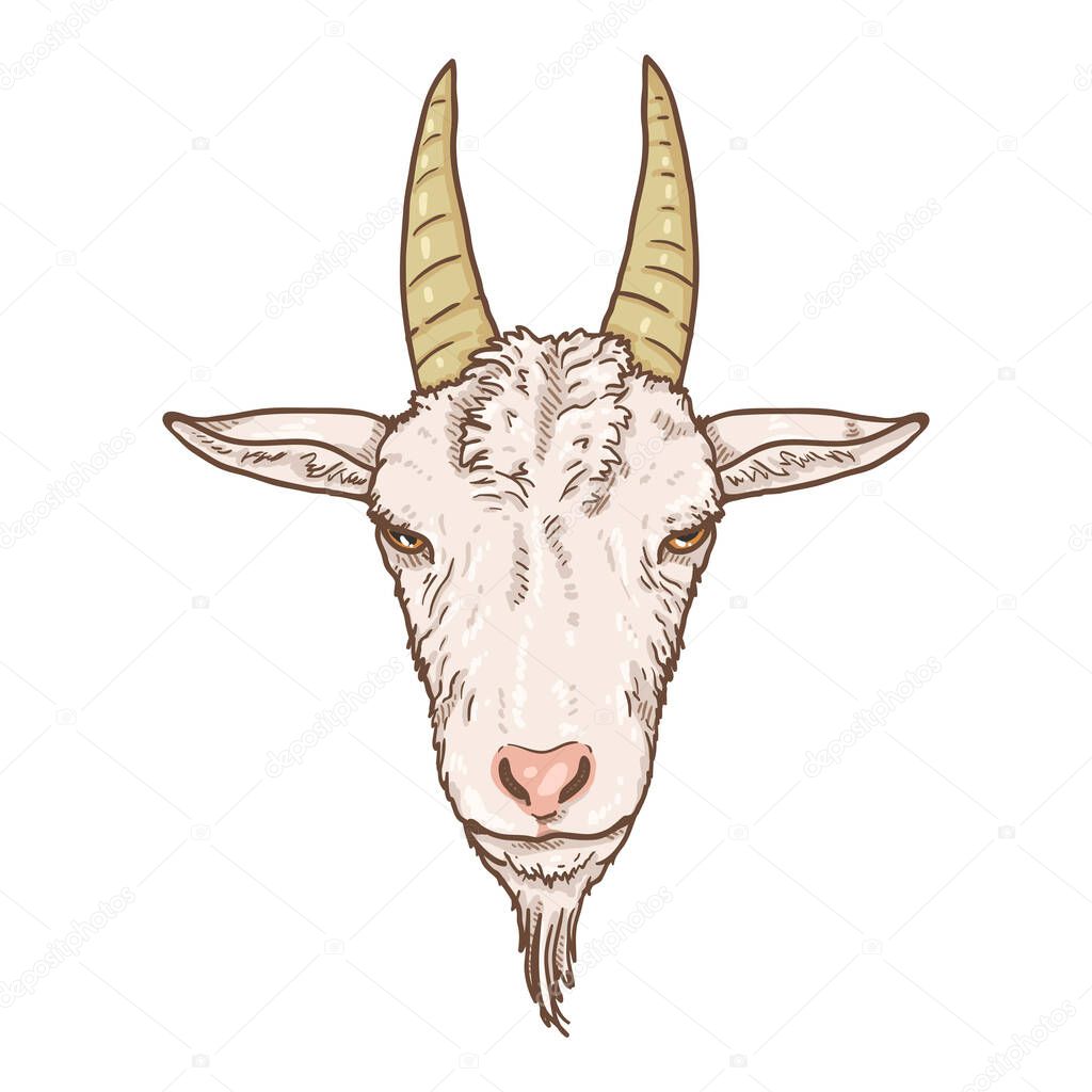 Vector Cartoon White Goat Head. Front View