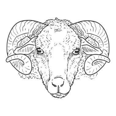 Vektör Sketch Ram Kafa İllüstrasyonu. Ön Görünüm.