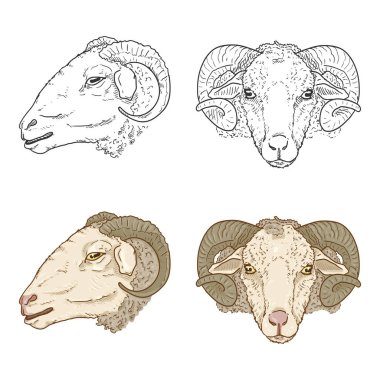 Ram Head 'in seti. Vektör Çizimi ve Çizgi Film Çizimleri