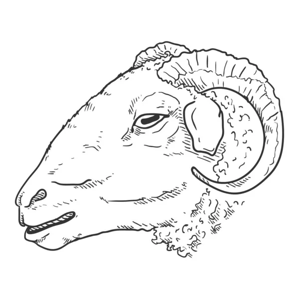 Vector Sketch Ram Head Illustration Vista Lateral — Vector de stock