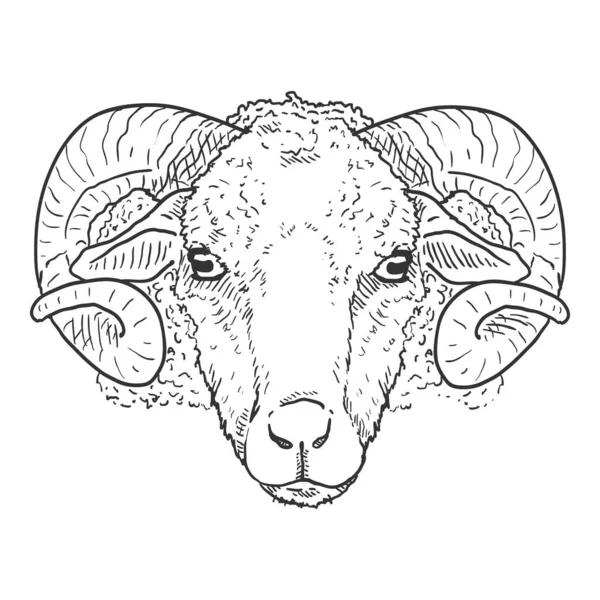 Vector Sketch Ram Head Illustration Vista Frontal — Vector de stock