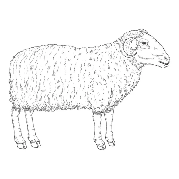 Vector Sketch Ram Illustration Seitenansicht — Stockvektor