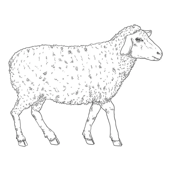 Vector Sketch Sheep Illustration Tampilan Sisi - Stok Vektor