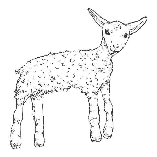Vector Sketch Lamb Illustration Inglés Oveja Bebé — Vector de stock