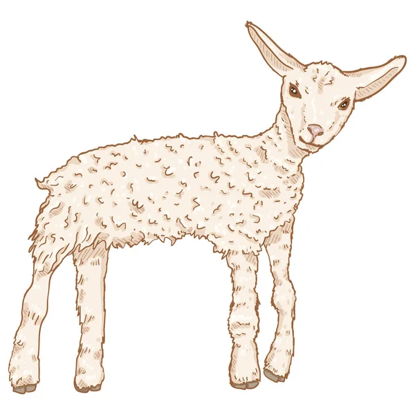 Vector Cartoon Lamb Illustration Inglés Oveja Bebé — Vector de stock
