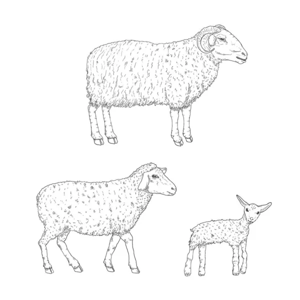 Ram Sheep Lamp Sketch Illustrations矢量集 — 图库矢量图片