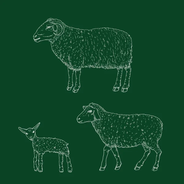 Set Vettoriale Gesso Sketch Ram Pecore Illustrazioni Della Lampada — Vettoriale Stock