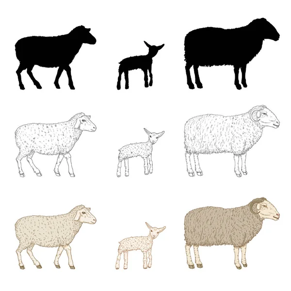 Vector Set Ram Sheep Lamp 스케치 실루엣의 — 스톡 벡터