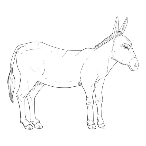 Sketch Donkey Ilustración Dibujada Mano Solo Vector — Vector de stock