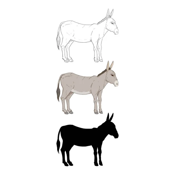 Donkey Vector Set Different Style Illustrations Cartoon Sketch Silhouette — Stock Vector