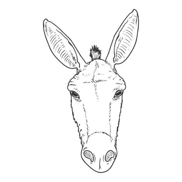 Vector Sketch Donkey Head Vista Frontale Illustrazione — Vettoriale Stock
