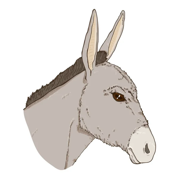 Vector Cartoon Donkey Head Ilustración Vista Lateral — Vector de stock