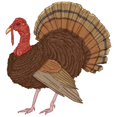 Vektör Karikatür Hindi. Çiftlik Kuşu İllüstrasyonu.
