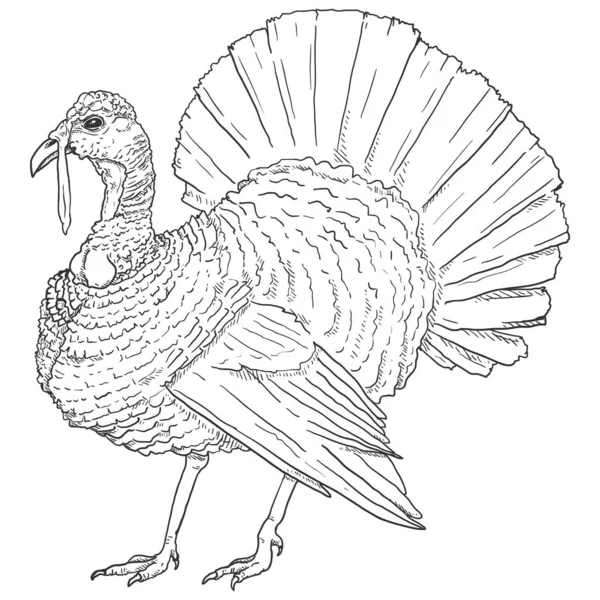 Vector Sketch Turkey Ilustração Pássaro Fazenda — Vetor de Stock