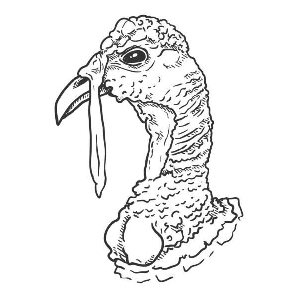 Vector Sketch Head Turkey Bird Fundo Branco — Vetor de Stock