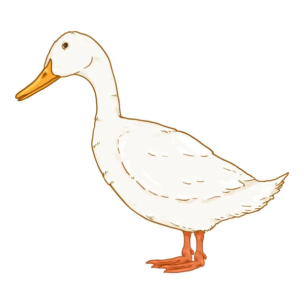 Vector Desene Animate White Duck Illustration — Vector de stoc