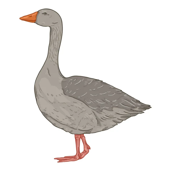 Wektor Kreskówki Gray Goose Ilustracja — Wektor stockowy