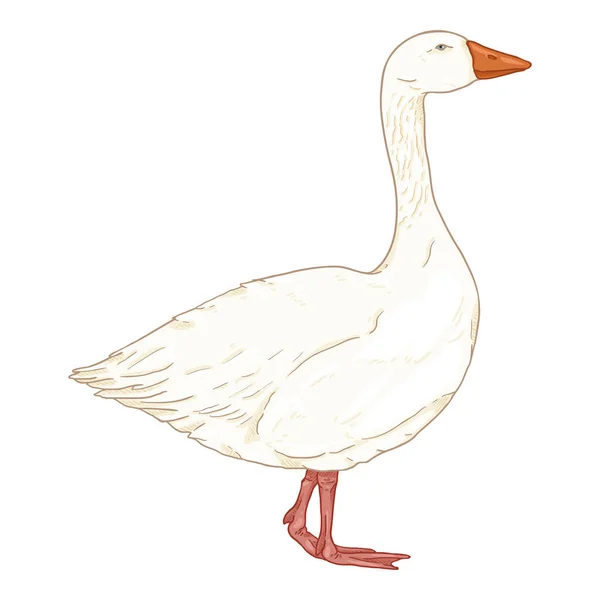 Vector Desen Animat White Goose Illustration — Vector de stoc
